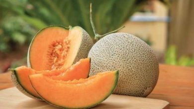 إنقاص الوزن.. وأبرز فوائد بذور الشمام واستخداماتها