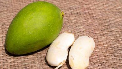 التخلص من قشرة الشعر.. وفوائد بذور المانجو التي يجهلها الكثيرون