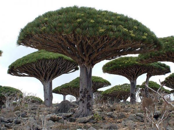  أغرب النباتات في العالم