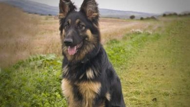 الحاسة السادسة عند الحيوانات