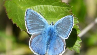 حقائق عن الفراشات