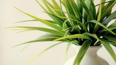 نباتات تكافح التلوث