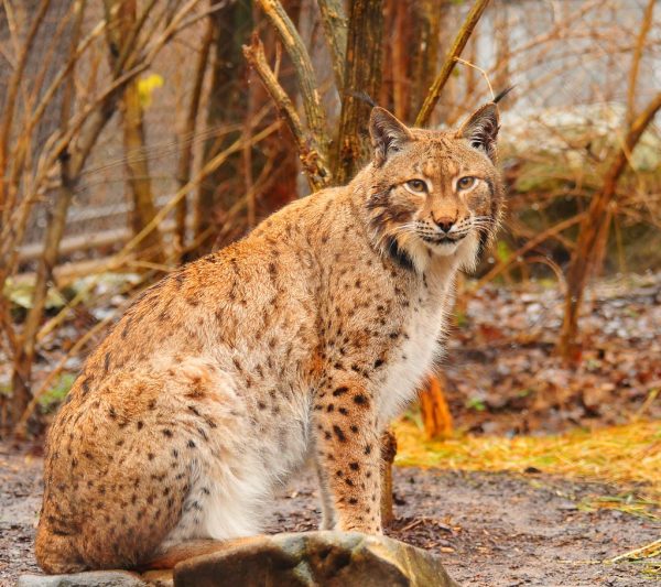 أنواع الوشق