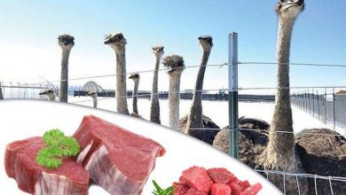 فوائد لحم النعام