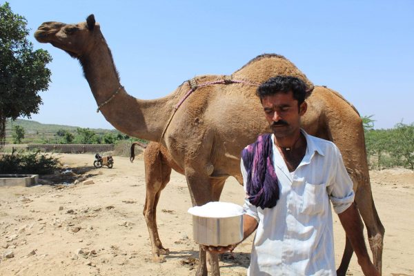 فوائد حليب الإبل لأطفال التوحد حليب الإبل لأطفال التوحد