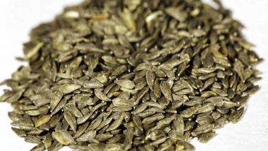 فوائد بذور الخس