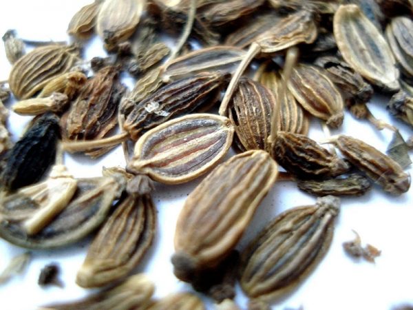 بذور الشبت للأطفال الرضع