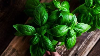 فوائد الريحان للشعر 