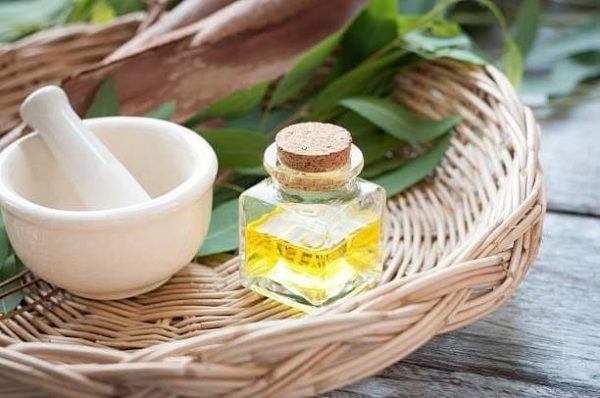 علاج الحمى.. وأهم فوائد زيت الأوكاليبتوس الصحية للجسم فوائد زيت الأوكاليبتوس