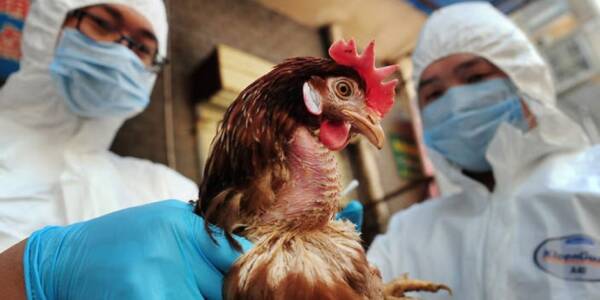 ما الذي يسبب مرض انفلونزا الطيور